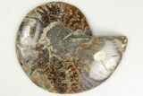 Cut & Polished Ammonite Fossil (Half) - Madagascar #200049-1